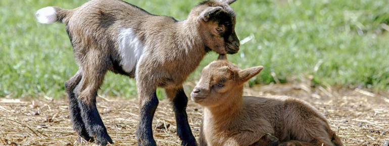 Miterleben wie die Ziegenbabys ihre ersten Schritte machen.