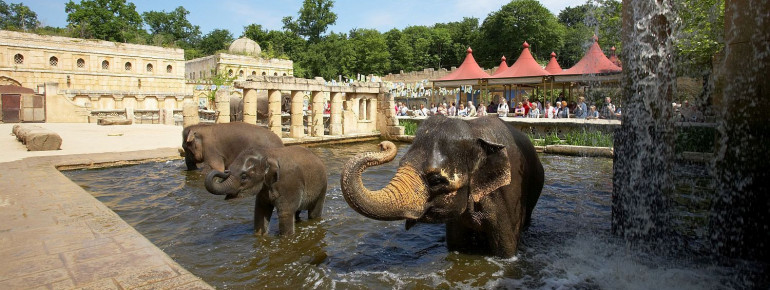 Lerne im Erlebnis-Zoo viele faszinierende Eigenschaften der asiatischen Elefanten kennen.