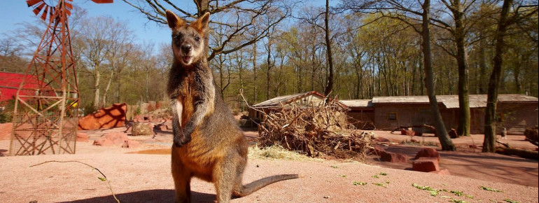In der Themenwelt Outback leb unter anderem auch das Sumpfwallaby.