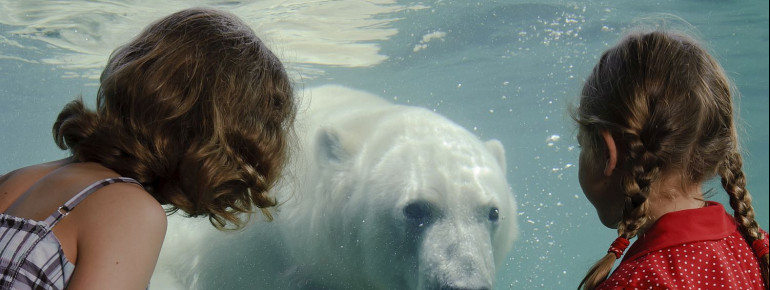 Über große Panoramafenster kannst du Eisbären auf Tauchstation beobachten.
