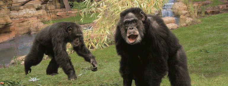 Die Themenwelt Afi Mountain