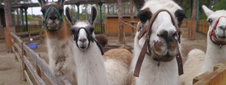 Auch Lamas trifft man im Erlebnispark an.