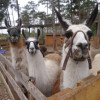 Auch Lamas trifft man im Erlebnispark an.