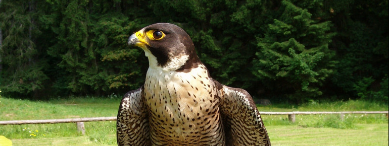 Wanderfalke in der Flugvorführung