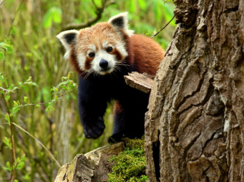 Im GaiaZoo leben besonders einzigartige und seltene Tierarten.