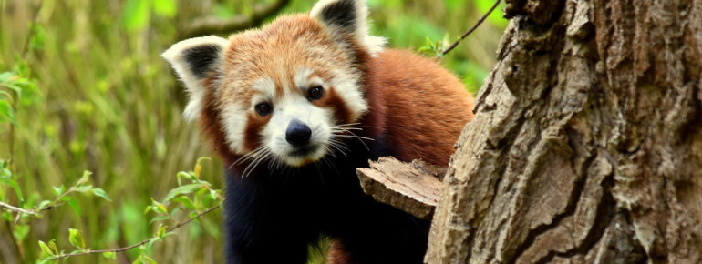 Im GaiaZoo leben besonders einzigartige und seltene Tierarten.