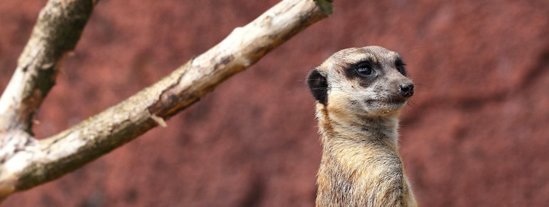 Der GaiaZoo in Kerkrade ist einer der neuesten Zoos in Europa!