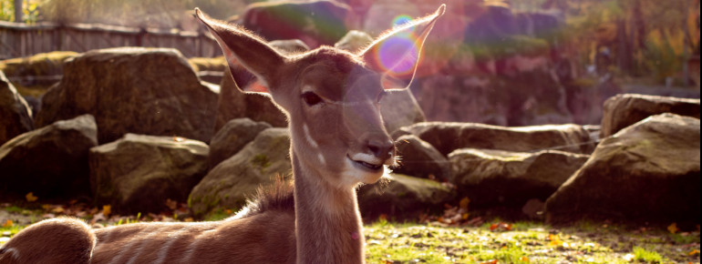 Im GaiaZOO leben fast 150 verschiedene Tierarten.