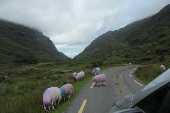 Wer mit dem Auto über die Passstraße fährt, muss besonders auf die Schafe am Straßenrand achten.