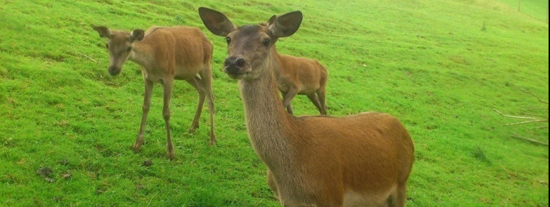 Waldtiere zum Anfassen nah