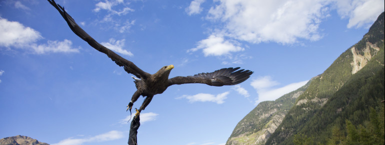 Täglich finden mehrmals Flugvorführungen statt.