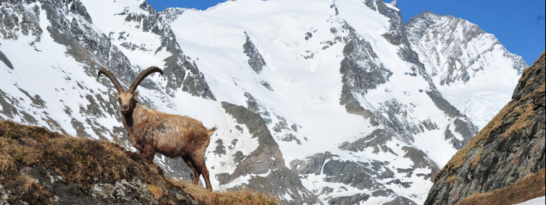 Mitten im Nationalpark Hohe Tauern können mit etwas Geduld zahlreiche Tierarten beobachtet werden.