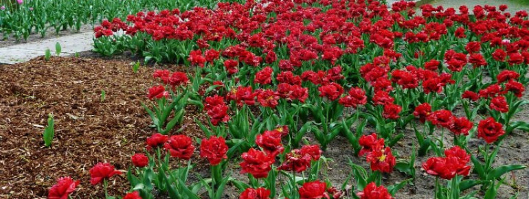 Neben Blumenbeeten finden sich auch große Wiesen für Sport und Entspannung.