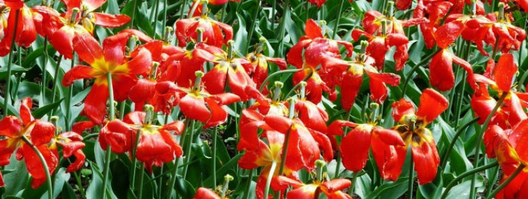 Die Parkanlage ist vor allem für Blumenliebhaber ein Highlight.