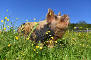 Glückliche Schweine leben auf Gut Aiderbichl in Deggendorf.
