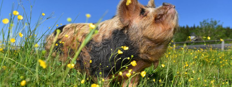 Glückliche Schweine leben auf Gut Aiderbichl in Deggendorf.