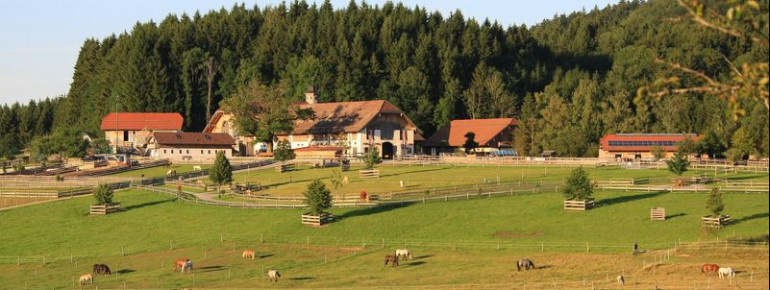 Hundewiesen und -wege zum Freilaufen, große Weiden und geräumige Stallanlagen zeichnen das Aiderbichler Tierparadies in Henndorf aus.