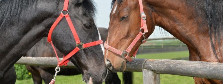 Das Gehöft war anfangs nur für die privaten Turnierpferde des späteren Gründers der Tierschutzstiftung, Michael Aufhauser, gedacht.