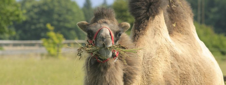 Die Kameldame Franziska kam vom Zirkus Barelli zum Gut Aiderbichl.