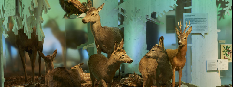In dem Bereich "Wald" der Dauerausstellung "Vertikale Wildnis" begegnet dir die Tierwelt hautnah.