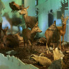 In dem Bereich "Wald" der Dauerausstellung "Vertikale Wildnis" begegnet dir die Tierwelt hautnah.