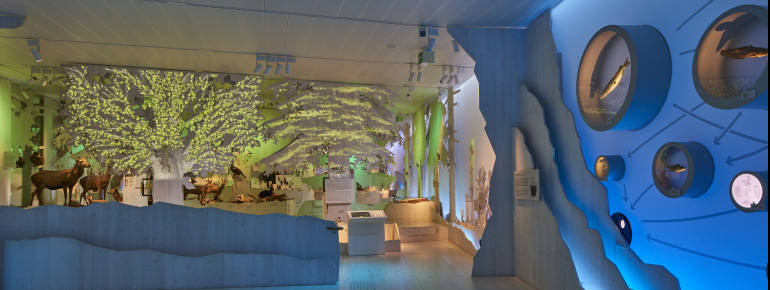 Im Haus der Berge lernst du die Natur vom Grund des Königssees bis zum Gipfel des Watzmanns kennen. Hier siehst du den Ausstellungsübergang von "Wasser" zu "Wald".