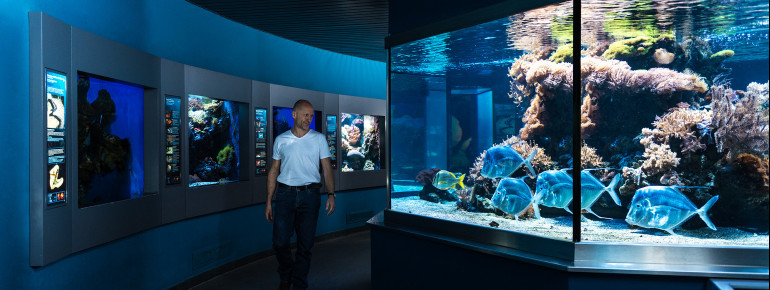 Im Aquarium erwarten dich 38 Schaubecken.