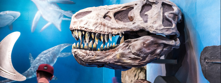 Beeindruckend ist der Kopf eines T-Rex in der Saurierhalle.