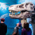 Beeindruckend ist der Kopf eines T-Rex in der Saurierhalle.