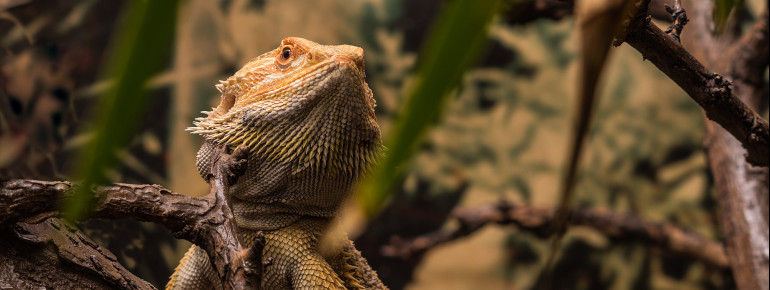 Hier kannst du Reptilien aus nächster Nähe beobachten.