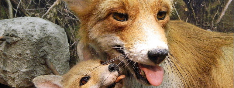 Erfahre welche Tierarten in den Wäldern der Region vorkommen.