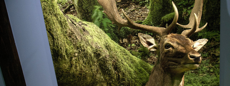 Im Haus der Natur gibt es verschiedene Wildtierarten der Region zu sehen.