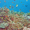 Bunte Korallenriffs bieten zahlreichen Fischarten ein Zuhause.