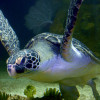 Das Haus des Meeres beheimatet sechs Arten von Meeresschildkröten.