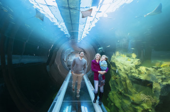 Der Halbtunnel ermöglicht es den Besuchern regelrecht in die Unterwasserwelt einzutauchen.