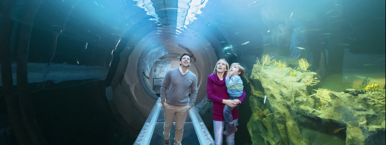 Der Halbtunnel ermöglicht es den Besuchern regelrecht in die Unterwasserwelt einzutauchen.