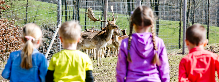 Beobachte am Wildgehege das Damwild aus der Nähe.