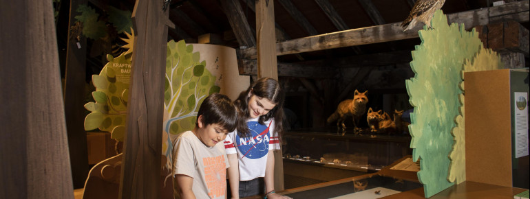 Im Bereich Wald & Wiese triffst du u.a auf Füchse und Wildschweine.