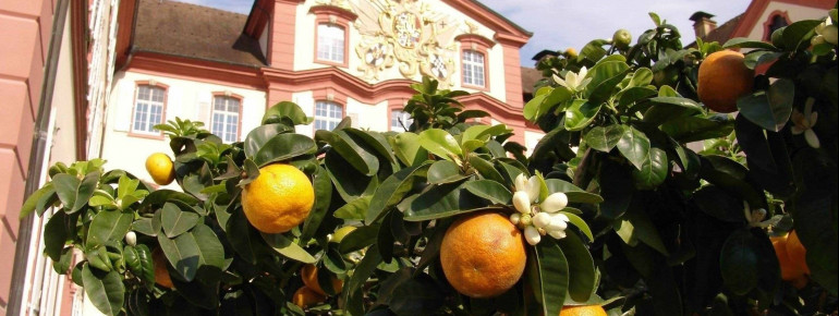 Mehr als 50 Zitrusarten können bestaunt werden