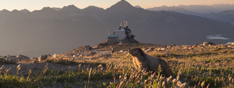 Das benachbarte Skigebiet in Jasper heißt nicht ohne Grund Marmot Basin.