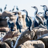 Cormorants, Kangaroo Island, SA 2014
