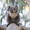 Koala, Kangaroo Island, SA 2014