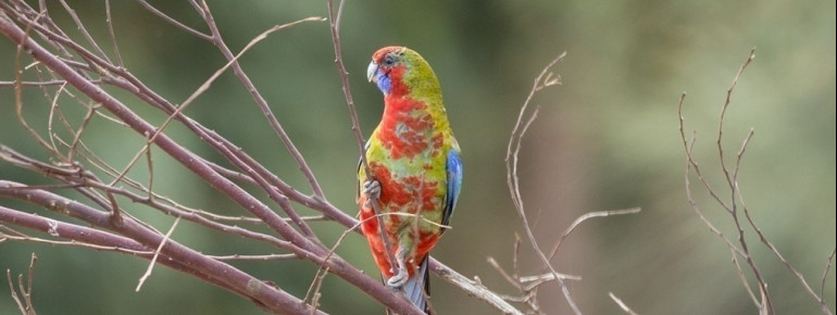 Parrot, Kangaroo Island, SA 2014