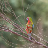 Parrot, Kangaroo Island, SA 2014