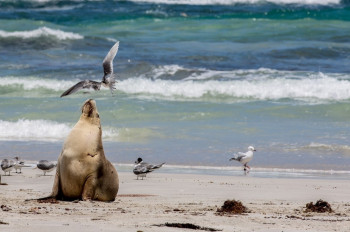 Seal Bay, Kangaroo Island, SA 2013
