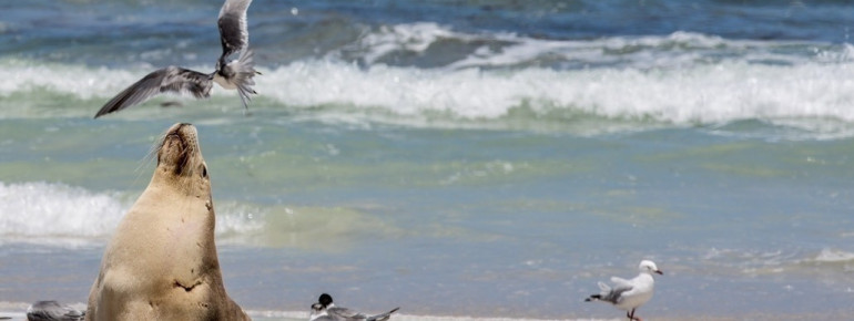 Seal Bay, Kangaroo Island, SA 2013