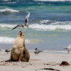 Seal Bay, Kangaroo Island, SA 2013
