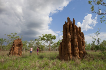 Termite mounds Kakadu