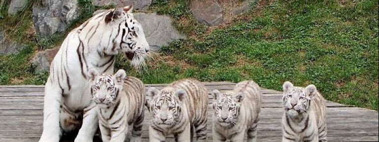 Bei den Führungen durch das Gehege lernen Besucher Wissenswertes über die Tiere.