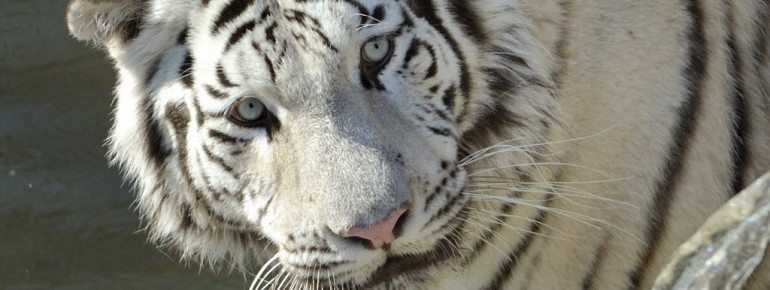 Durch eine Veränderung im Erbgut kommt es zu weißen Königstigern.